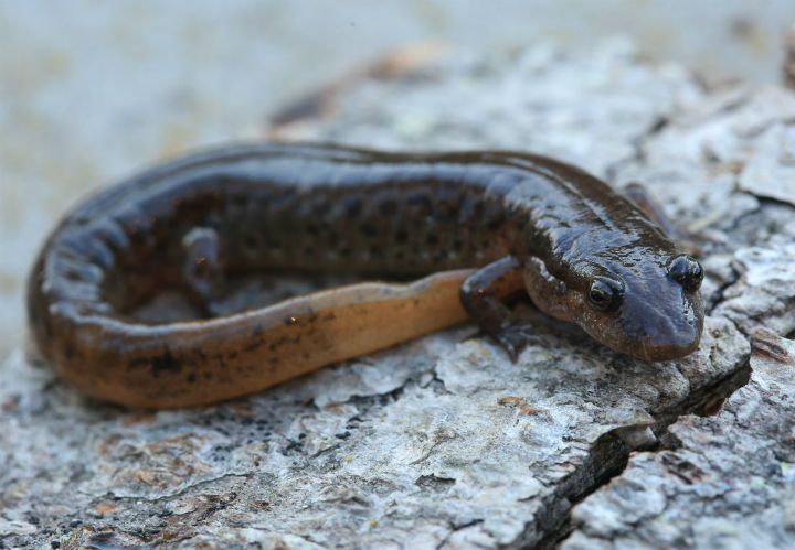 Dusky Salamander